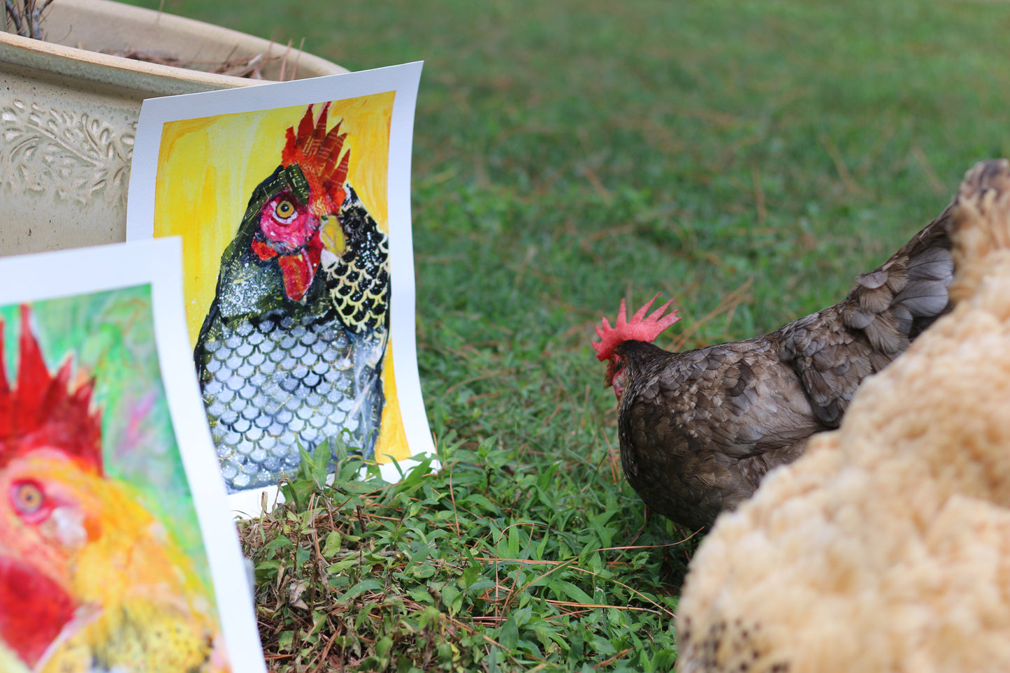 Barbara= Barred Rock Hen